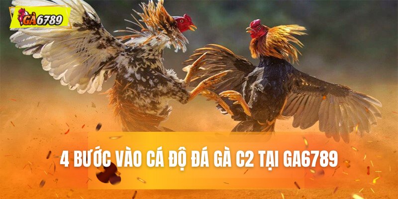 4 bước vào cá độ đá gà C2 tại GA6789 4 bước vào cá độ đá gà C2 tại GA6789