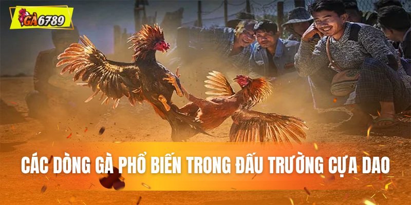 Các dòng gà chiến phổ biến trong đấu trường cựa dao Các dòng gà chiến phổ biến trong đấu trường cựa dao