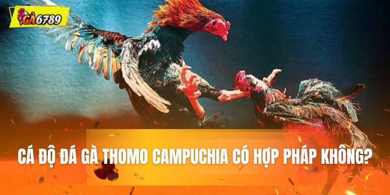 Chơi cá độ đá gà Thomo Campuchia có hợp pháp không? Chơi cá độ đá gà Thomo Campuchia có hợp pháp không?