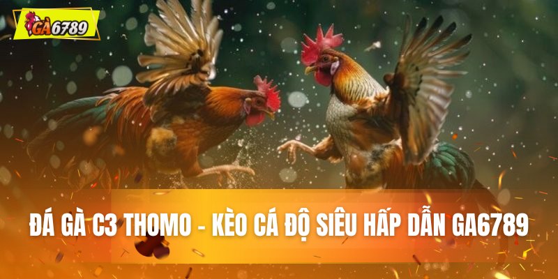 Đá gà C3 Thomo - Kèo cá độ siêu hấp dẫn tại GA6789 Đá gà C3 Thomo - Kèo cá độ siêu hấp dẫn tại GA6789