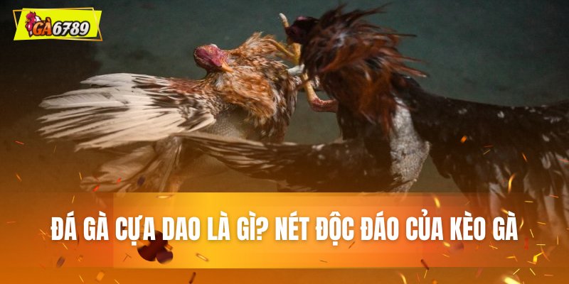 Đá gà cựa dao là gì? Nét độc đáo của kèo gà Đá gà cựa dao là gì? Nét độc đáo của kèo gà