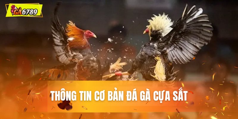 Đá gà cựa sắt là gì? Cơ sở thông tin về bộ môn này Đá gà cựa sắt là gì? Cơ sở thông tin về bộ môn này