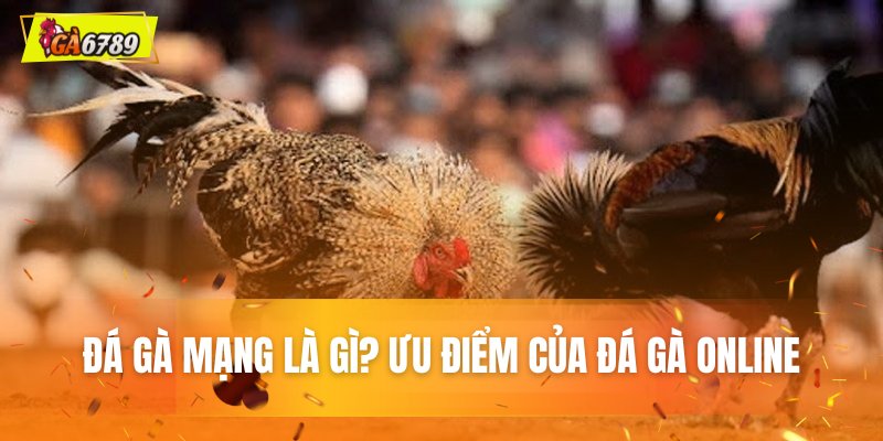 Mạng đá gà là gì? Ưu điểm của đá gà Online Mạng đá gà là gì? Ưu điểm của đá gà Online
