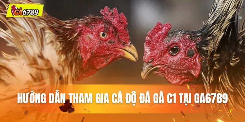 Hướng dẫn tham gia cá độ đá gà C1 tại GA6789 Hướng dẫn tham gia cá độ đá gà C1 tại GA6789