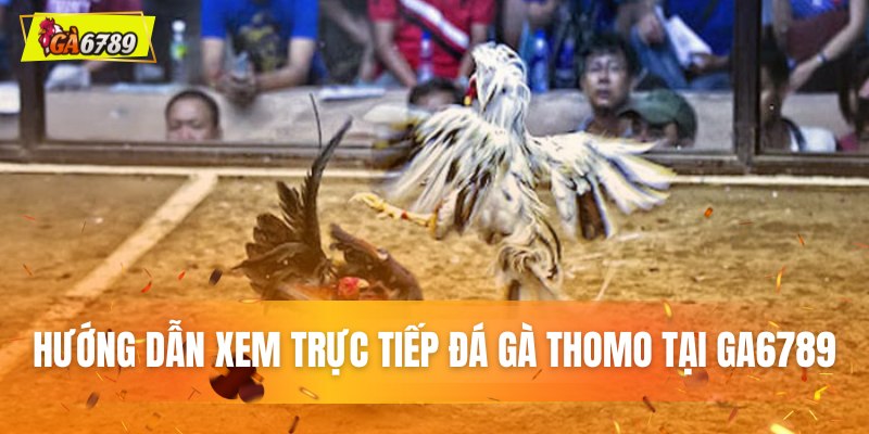 Hướng dẫn xem trực tiếp đá gà Thomo tại GA6789 Hướng dẫn xem trực tiếp đá gà Thomo tại GA6789