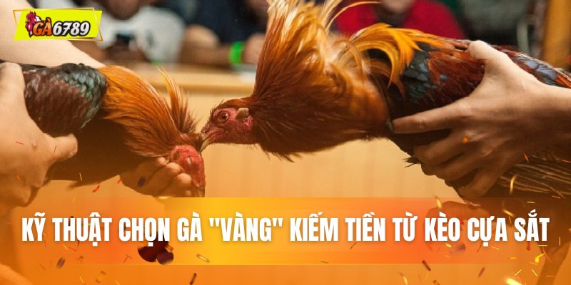Kỹ thuật lựa chọn gà "vàng" kiếm tiền từ cơ vật sắt Kỹ thuật lựa chọn gà "vàng" kiếm tiền từ cơ vật sắt