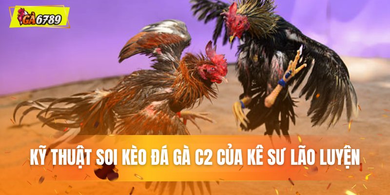Kỹ thuật soi kèo đá gà C2 của kê sư lão luyện Kỹ thuật soi kèo đá gà C2 của kê sư lão luyện