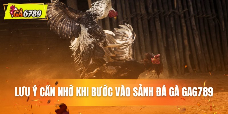 Lưu ý then chốt khi chơi kèo cá độ đá gà Lưu ý then chốt khi chơi kèo cá độ đá gà