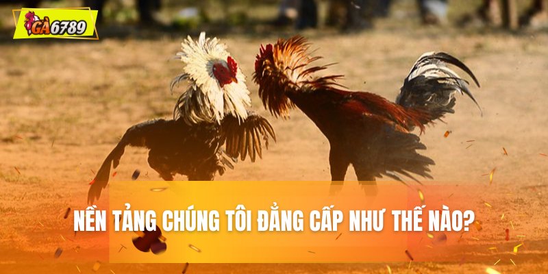 Sức hút đặc biệt từ nền tảng đá gà Sức hút đặc biệt từ nền tảng đá gà