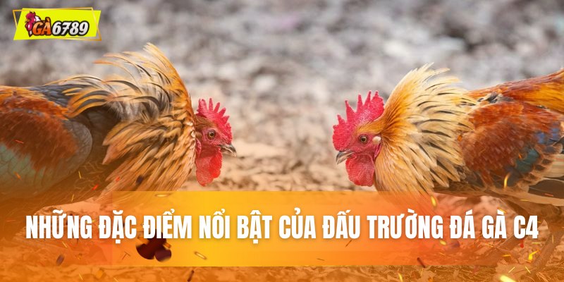 Những đặc điểm nổi bật của đấu trường đá gà C4 Những đặc điểm nổi bật của đấu trường đá gà C4
