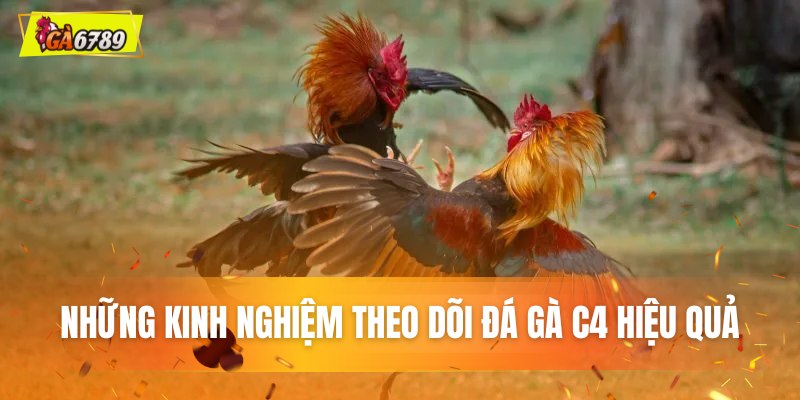 Những kinh nghiệm theo dõi đá gà C4 hiệu quả Những kinh nghiệm theo dõi đá gà C4 hiệu quả
