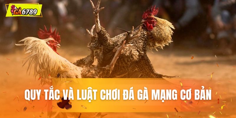 Cơ sở quy tắc và luật chơi đá gà Cơ sở quy tắc và luật chơi đá gà
