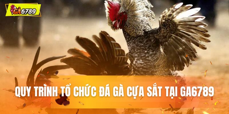 Quy trình tổ chức trận đấu đá gà cựa sắt tại GA6789 Quy trình tổ chức trận đấu đá gà cựa sắt tại GA6789