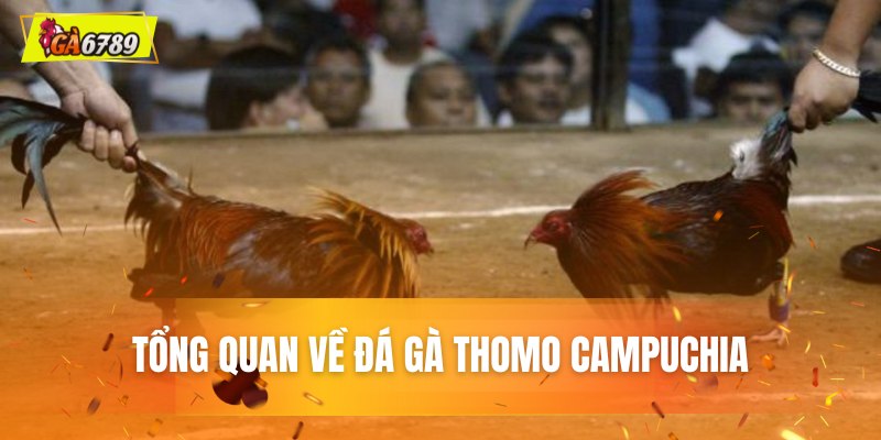 Tổng quan về đá gà Thomo Campuchia Tổng quan về đá gà Thomo Campuchia